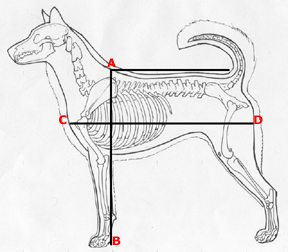 Diagram of dog